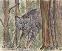 Wolf in the woods